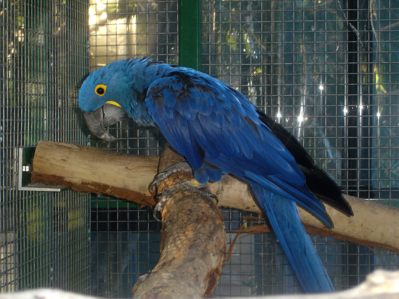 Best Pets Blog Parrots as Pets Macaws