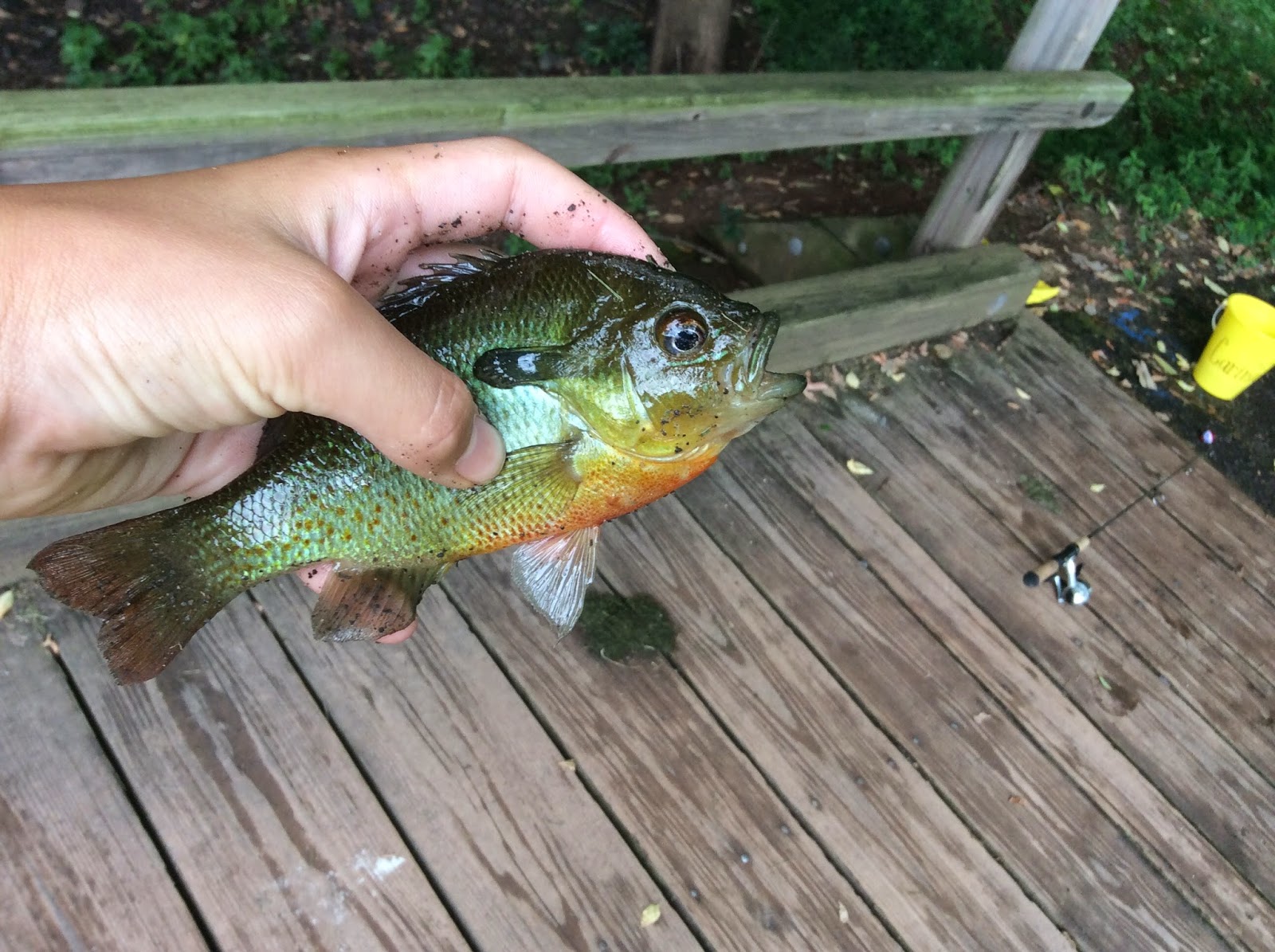 Bass on the Golf Course Creek Bait Fishing