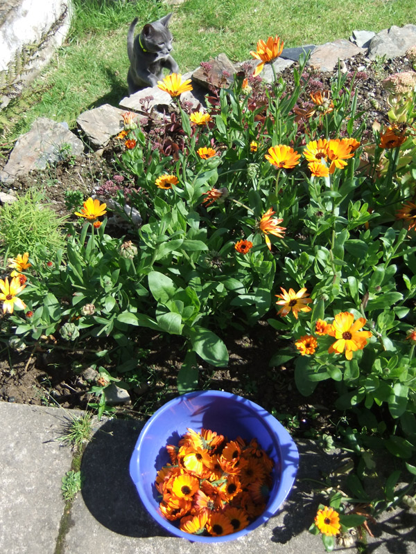 Lovely Greens EDIBLE GARDENING, HANDMADE BEAUTY, DIY PROJECTS, AND