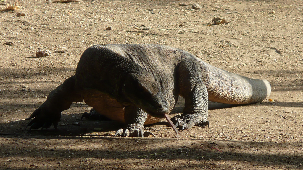 comodo dragon size comodo dragon size
