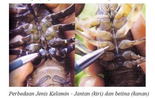 Medan CrayFish | CrawFish | Crawdad: Cherax Crayfish / Crawfish Sexes