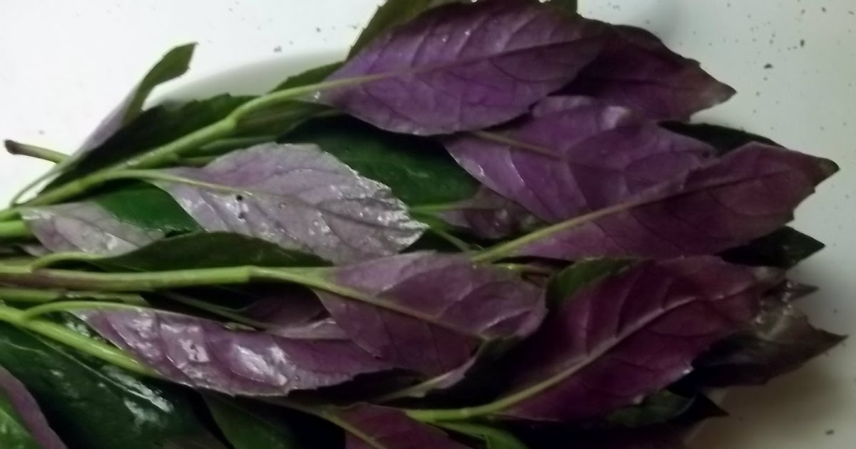 Garden Adventures Okinawa spinach (Gynura crepioides)