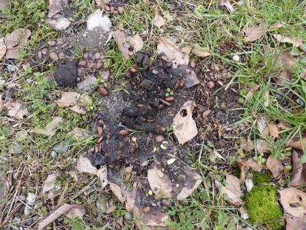 流浪の画家 の隆くん ２０１２ １ １９ 木 たぬふん