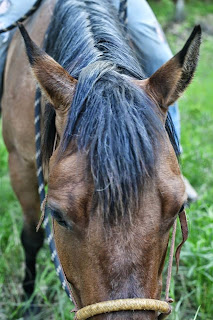 Hackamore aka jaquima on a young horse