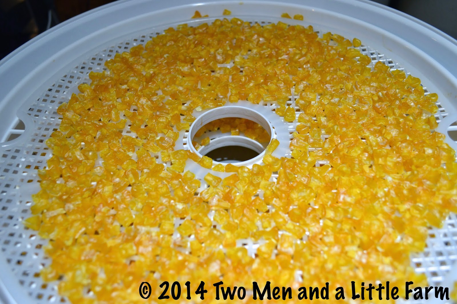 Two Men and a Little Farm DEHYDRATING FROZEN CORN