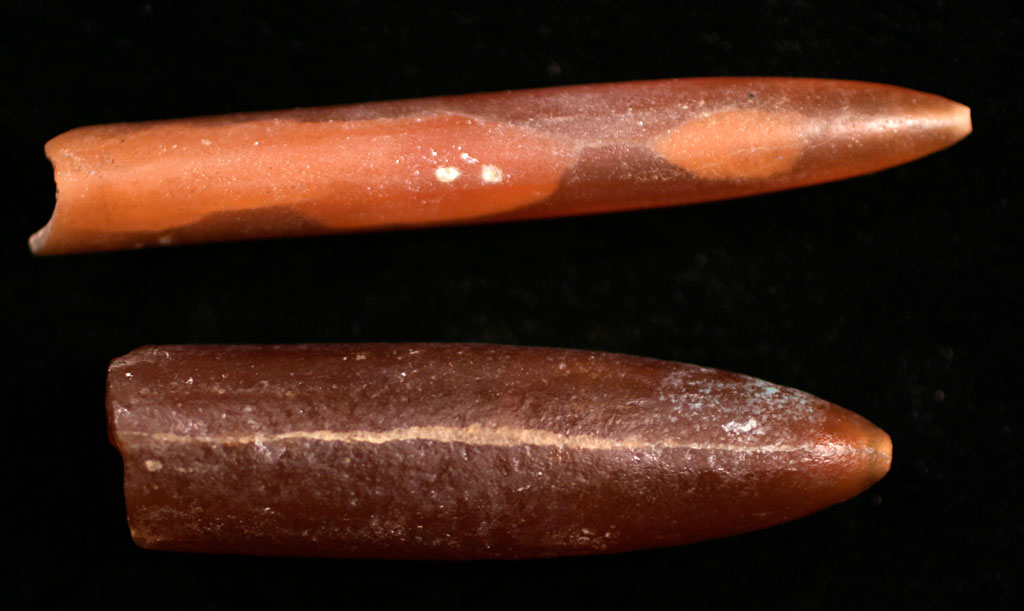 nj form l 9 louisville fossils and beyond belemnitella americana nj form l 9 louisville fossils and beyond belemnitella americana