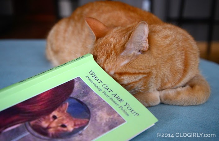 Glogirly What Kind Of Cat Is Your Human Quiz Book Giveaway