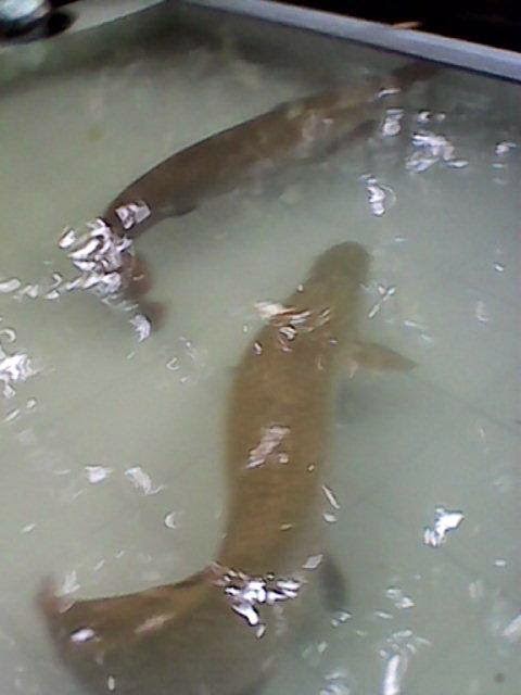 Penampakan Ikan Arwana Raksasa (Arapaima Gigas) | Sekitar Kita