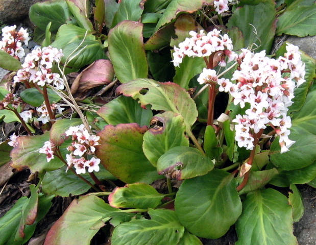 seattle garden ideas rockery plants part 2 seattle garden ideas rockery plants part 2
