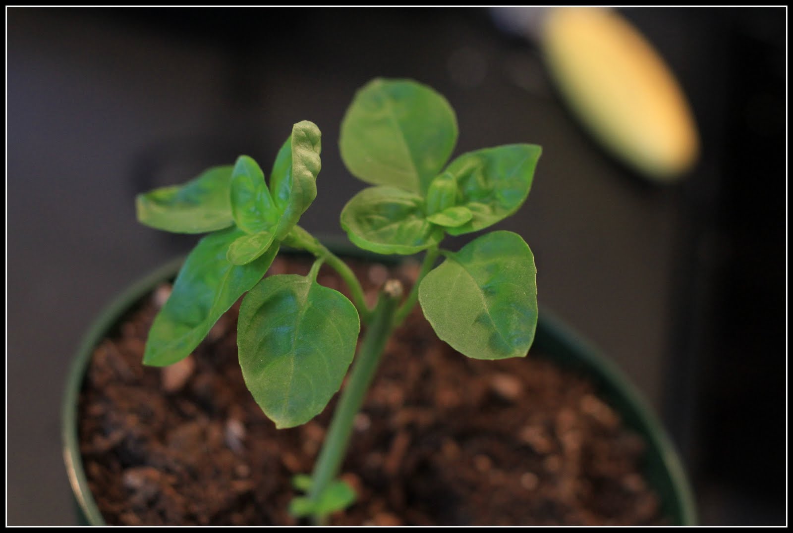 Growing Basil Desperate Gardener