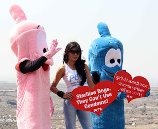Sherlyn Chopra at PETA's safe sex for animals campaign
