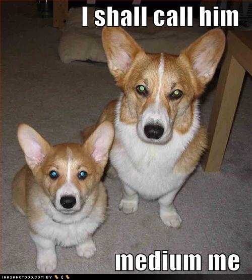 Funny Dog Funny Dog