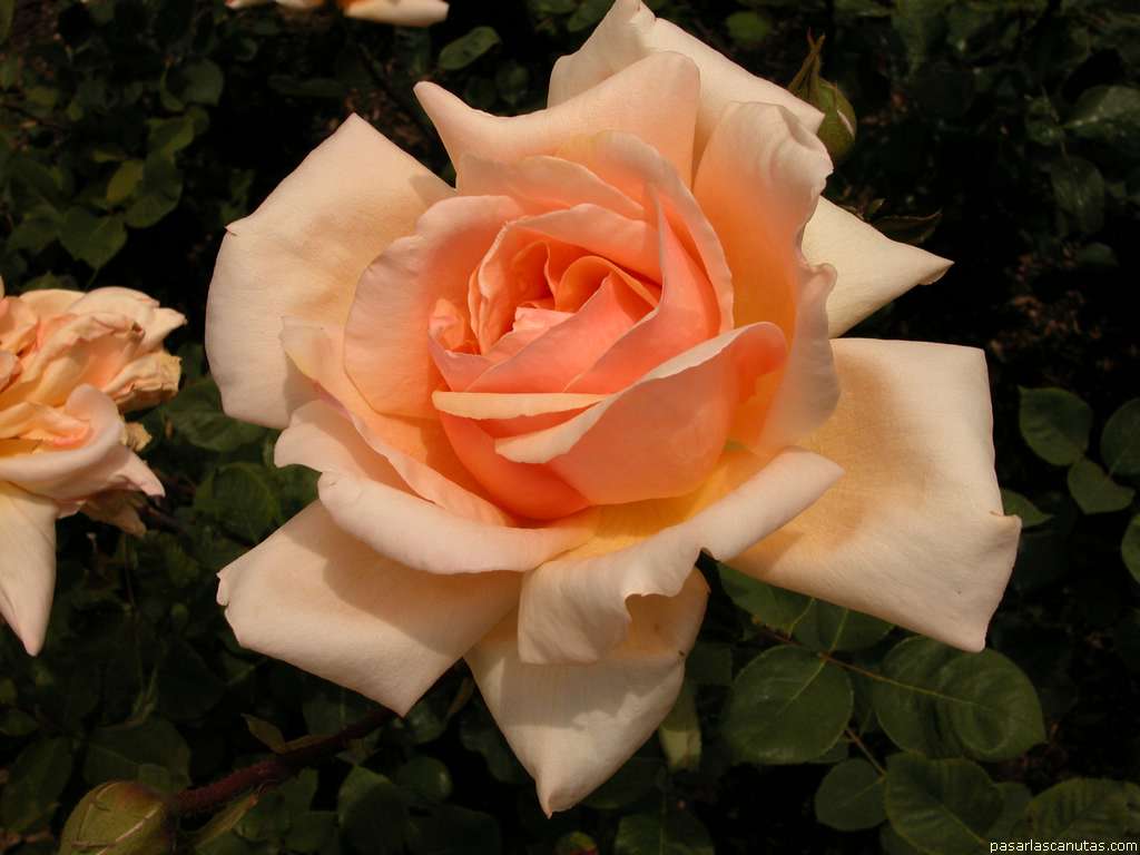 ROSA SALMONADA