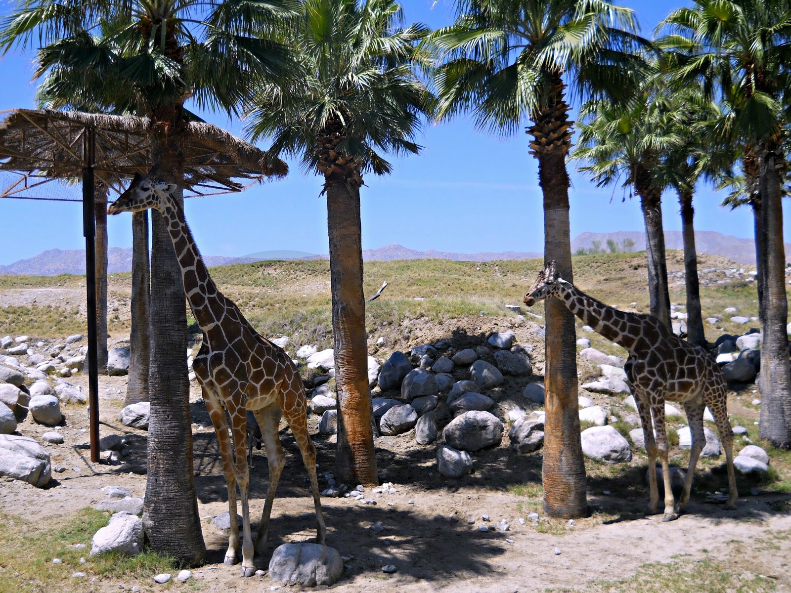 The Living Desert in Palm Desert, California ButterflyInTheAttic