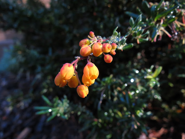 Berkeley Butterfly Blog Berberis Darwinii Darwin Barberry