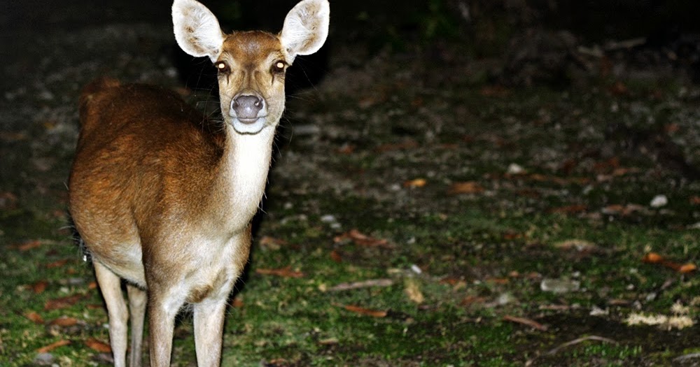 PULAU HANDEULEUM. STAY FOR A NIGHT - DELUXSHIONIST