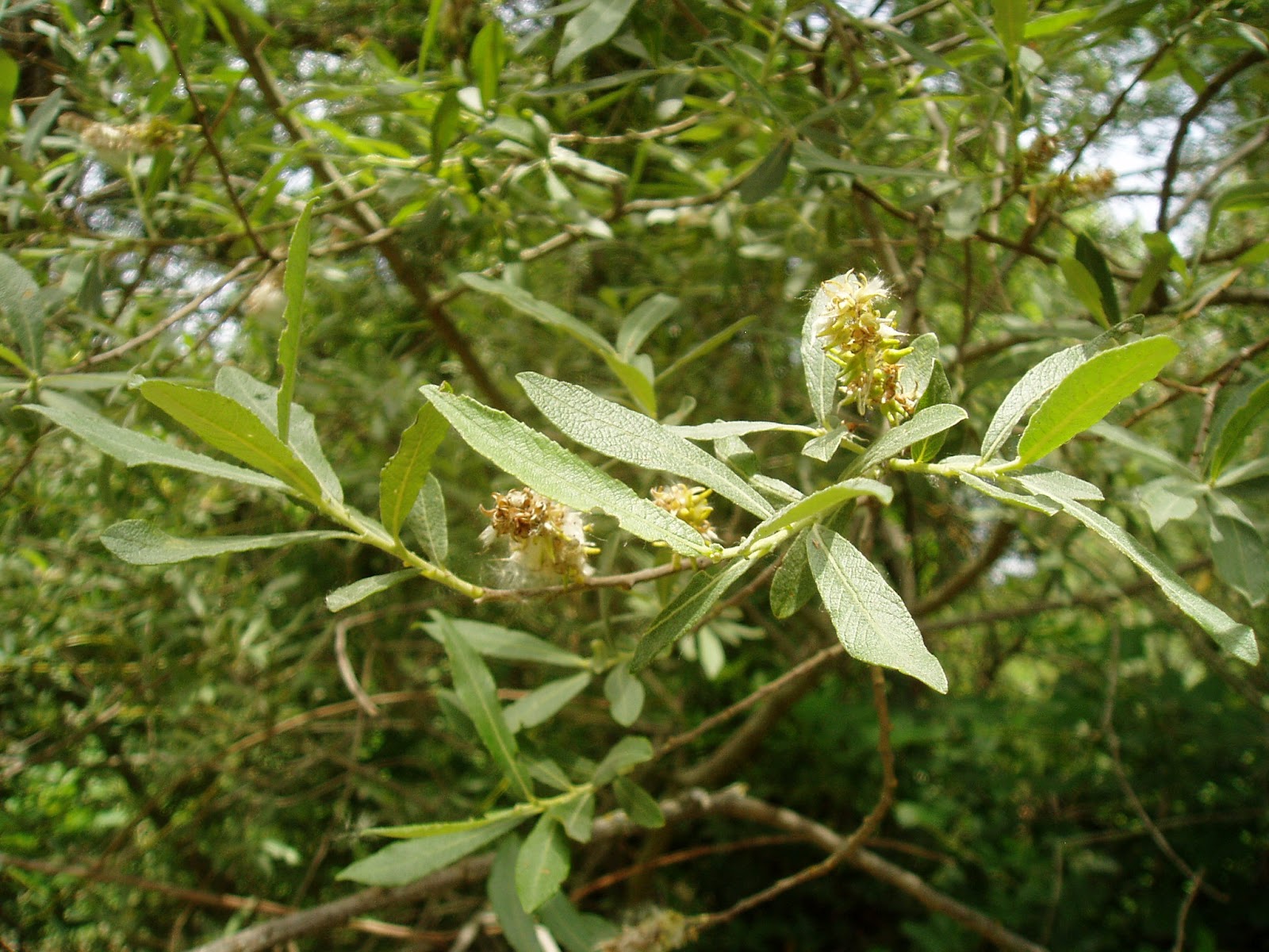 SAUCE NEGRO Salix atrocinerea Plantas rioMoros