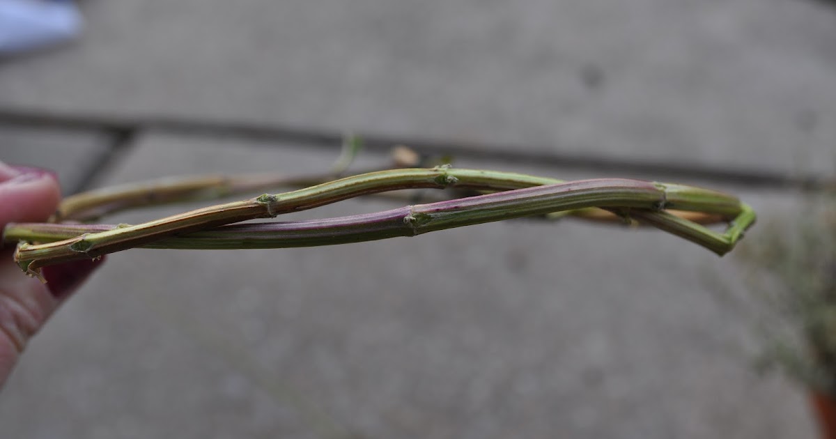 Just So Lovely: Crown of Thorns Tree Topper