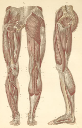 Human Anatomy Leg 032112» Vector Clip Art - Free Clip Art Images