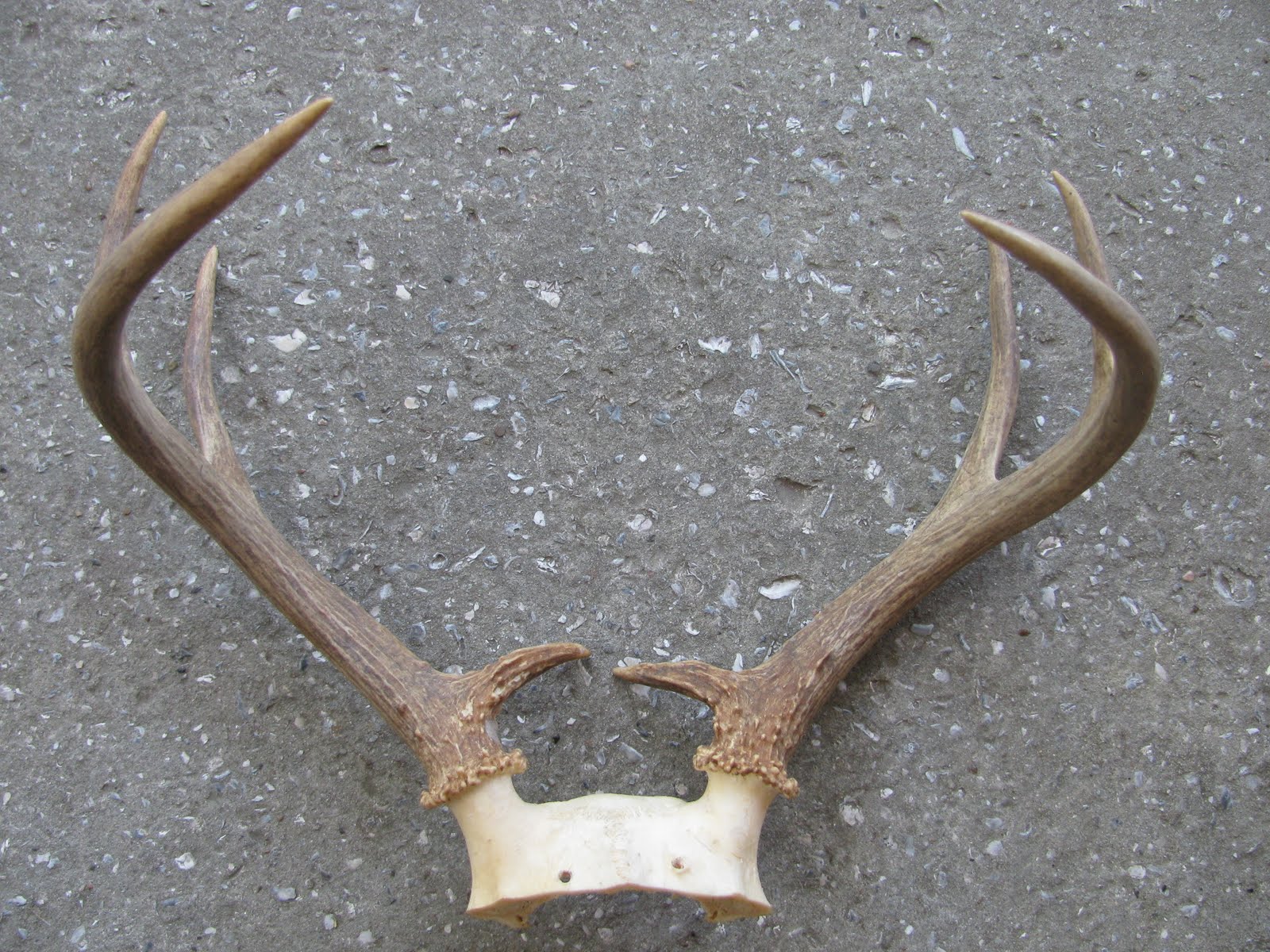 Estate Sale Services 409.750.3688 Roland Dressler Vintage Deer Antlers