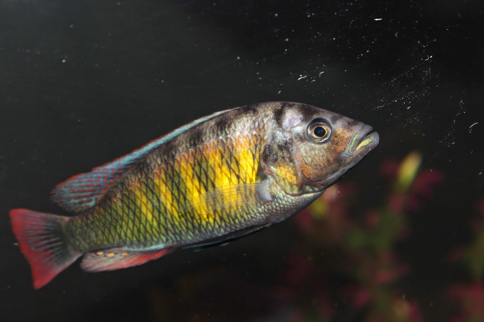 Amazing Fish Haplochromis sp.44
