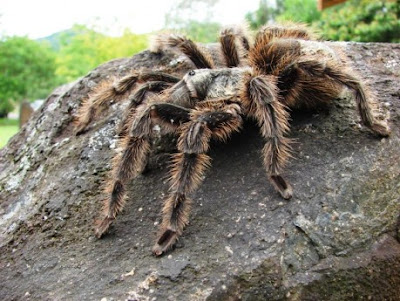 Interpretação da Aranha Caranguejeira