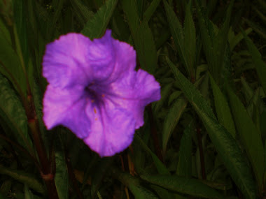 grassy flower 3