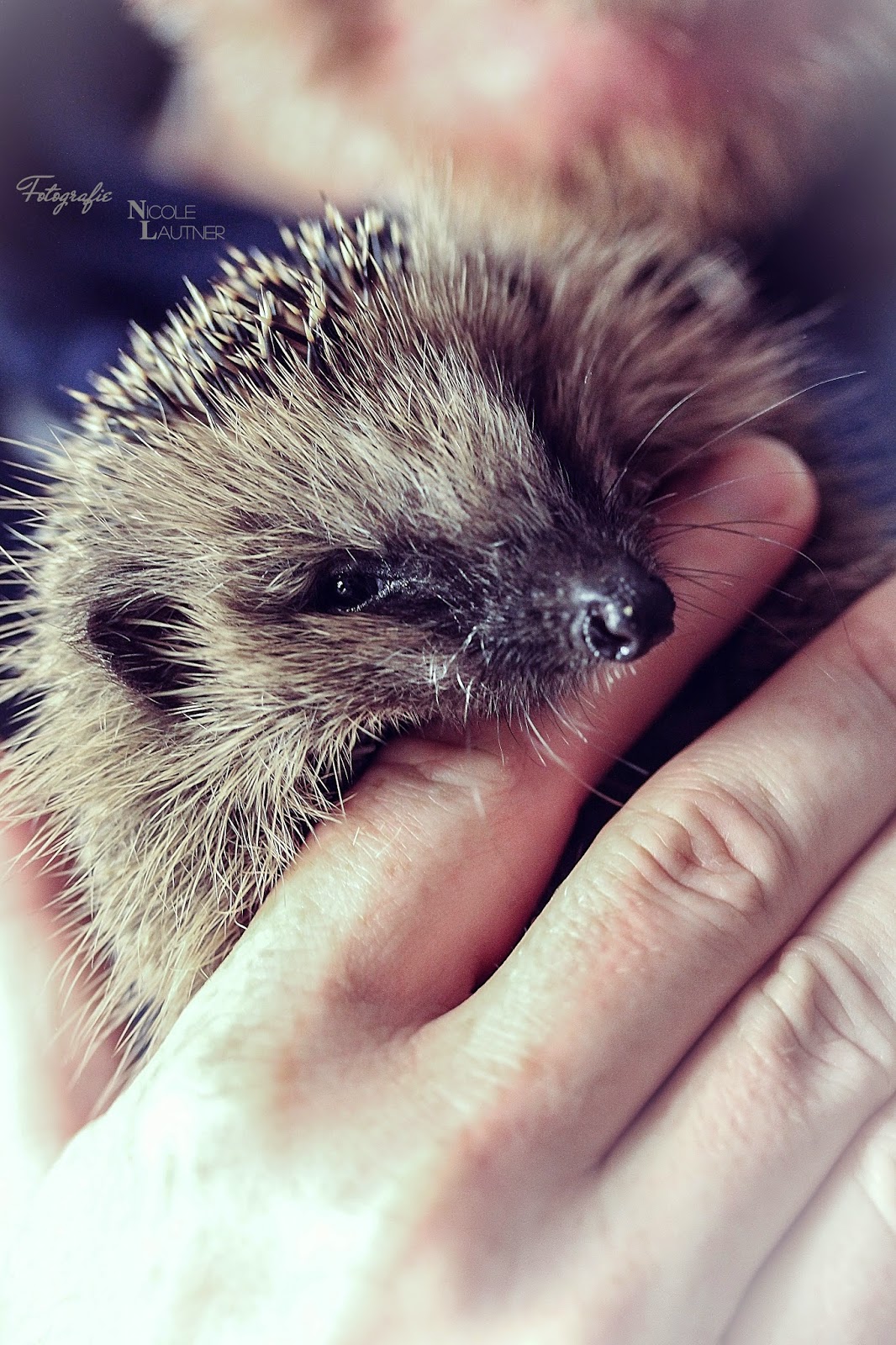 Nicolina S Augenblick Hedgehog Toby