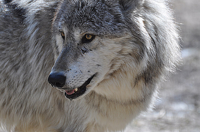 gray wolf yellowstone gray wolf yellowstone