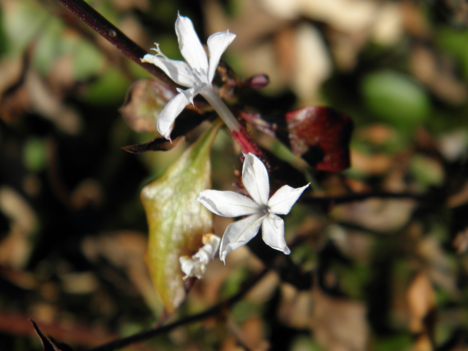 Friends of Peacehaven Botanic Park Inc. Native Plumbago