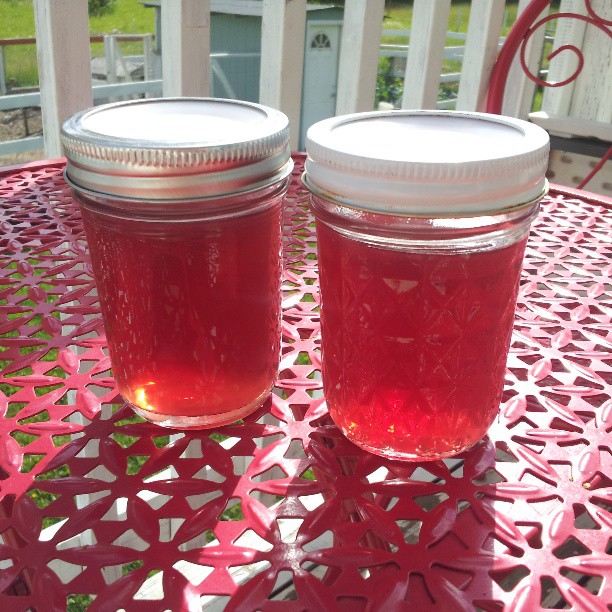 Our silly old lives Fireweed Jelly