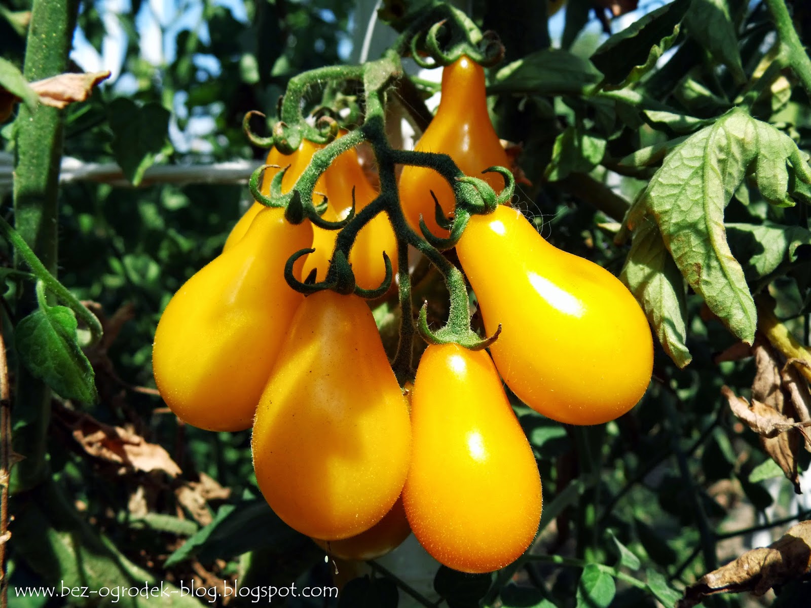 Yellow Pearshaped’ cherry tomatoes in the field