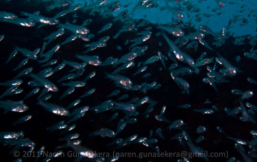 Off the beaten Track Underwater Life The last thing a glass fish sees