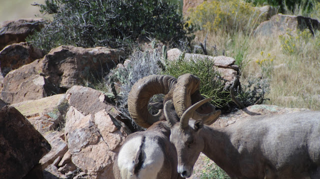 Arizona%2BDesert%2BBighorn%2BSheep%2BHunting%2BThe%2BGnarly%2BRam%2Bwith%2BColburn%2Band%2BScott%2BOutfitters%2B8.JPG