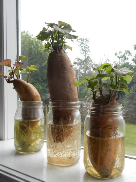 How long do potatoes take to grow?