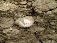 Els eriçons de mar són els equinoderms fòssils més abundants que veiem incrustats en un talús del camí Els eriçons de mar són els equinoderms fòssils més abundants que veiem incrustats en un talús del camí