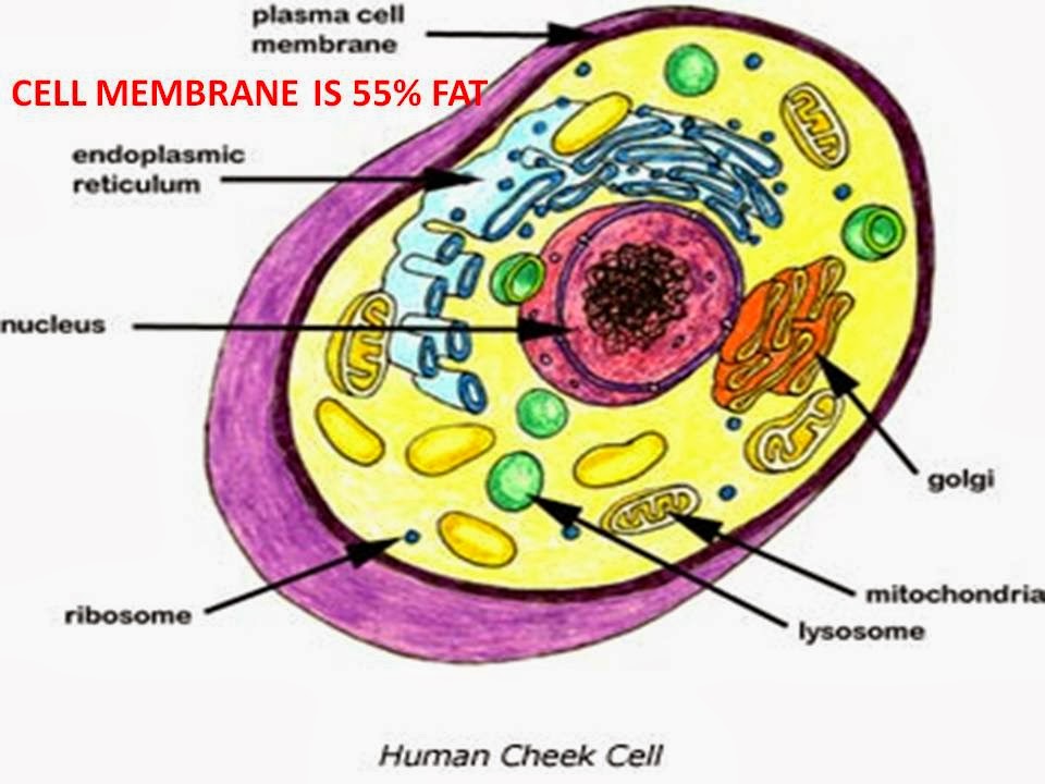 Rain Soul Seed Nutrition