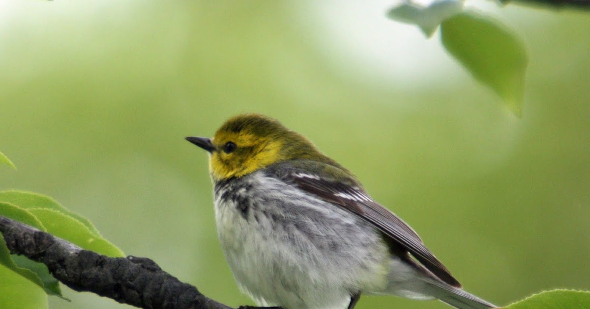 Bird Man of Bridgewater Plum Island Warblers
