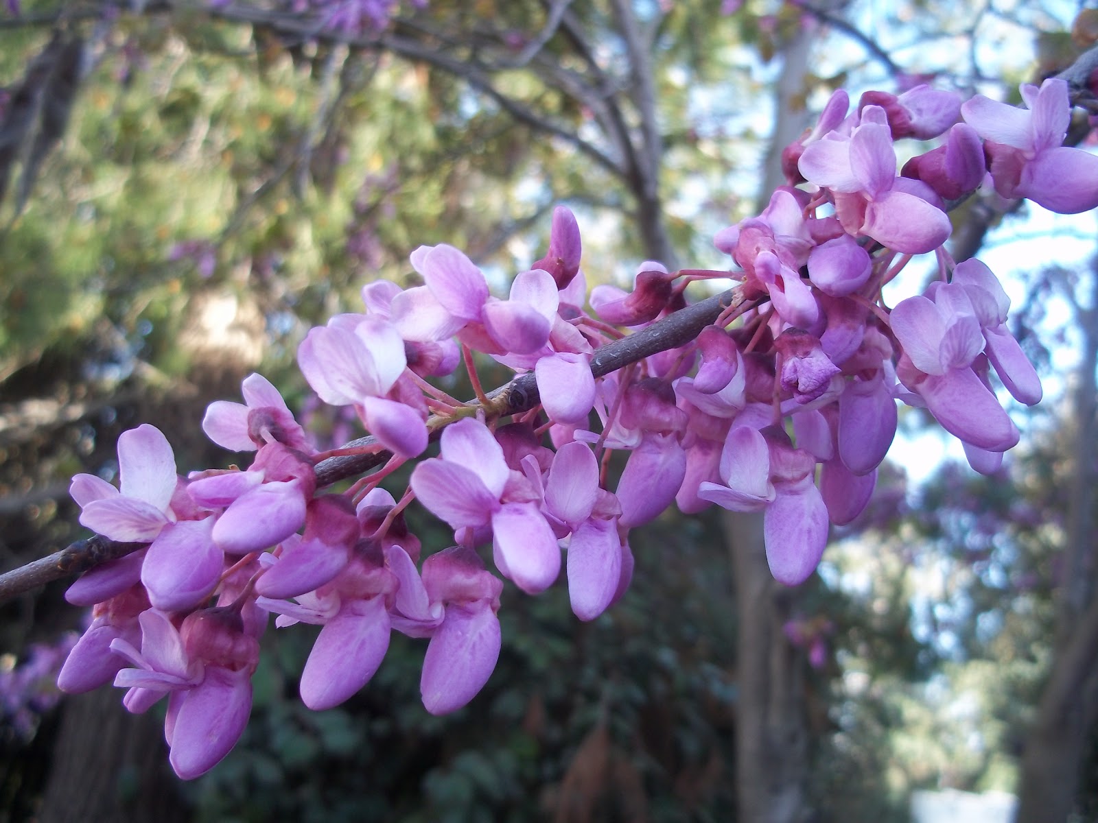 Foraging Redbud Blossoms Penniless Parenting