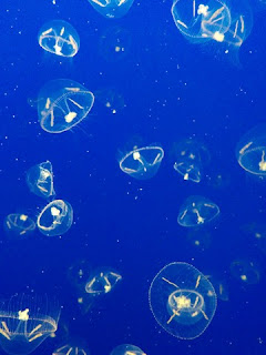 Moon jellies, Monterey Bay Aquarium, Monterey, California