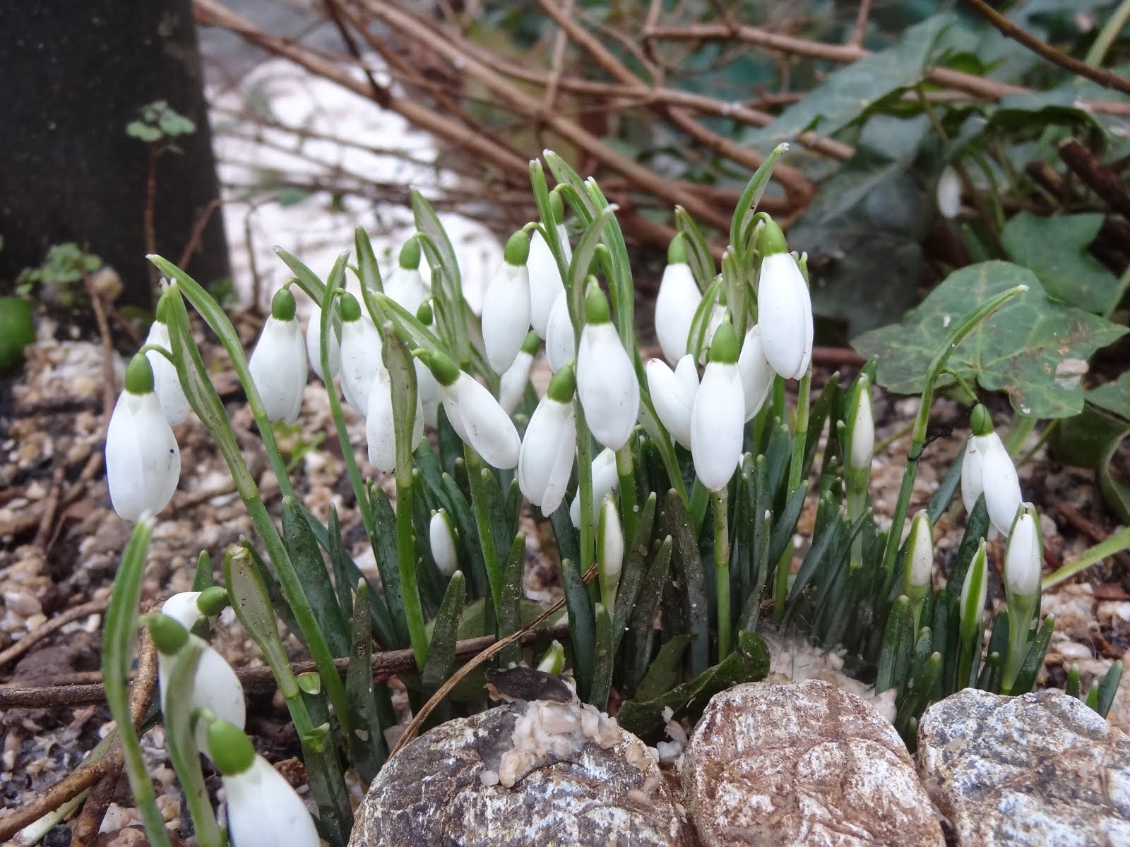 snowdrops