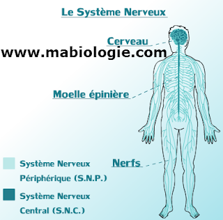 système nerveux