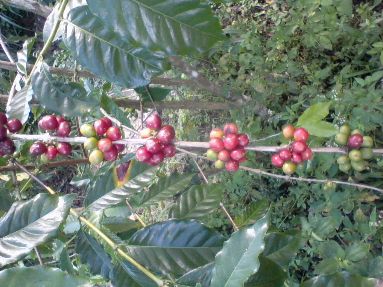 Quot Iq Khey Quot Morfologi Dan Fisiologi Kopi Kalosi Arabica quot iq khey quot morfologi dan fisiologi kopi kalosi arabica