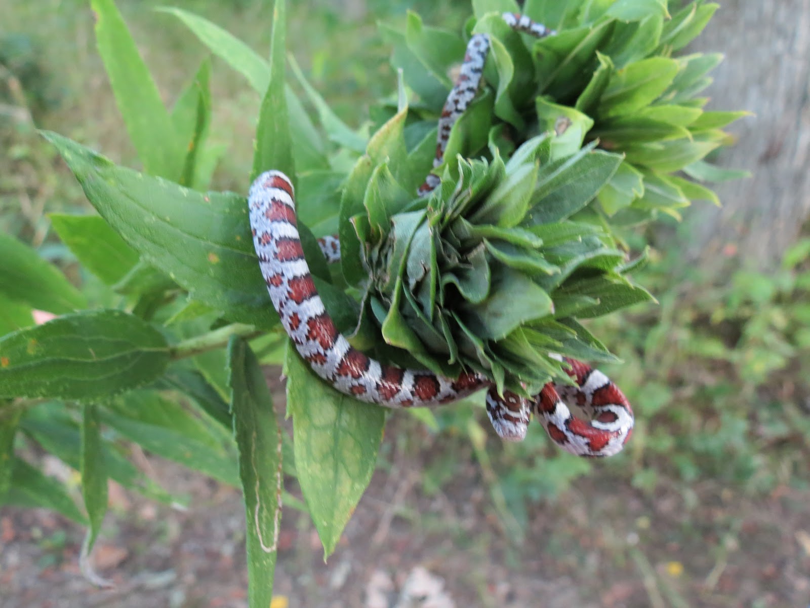 CrossTrails Homeschool Corn Snakes at Big Bone Lick? 05/06/12