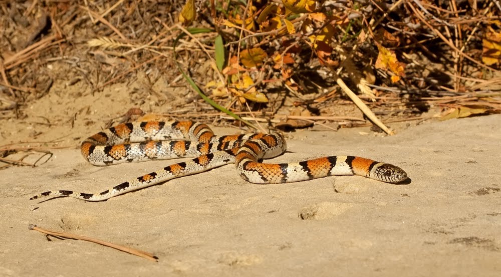 Prairie Ice Montana Milk Snake