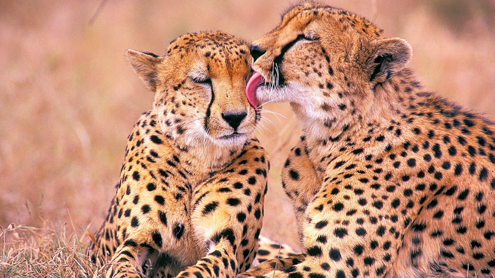South African Cheetah