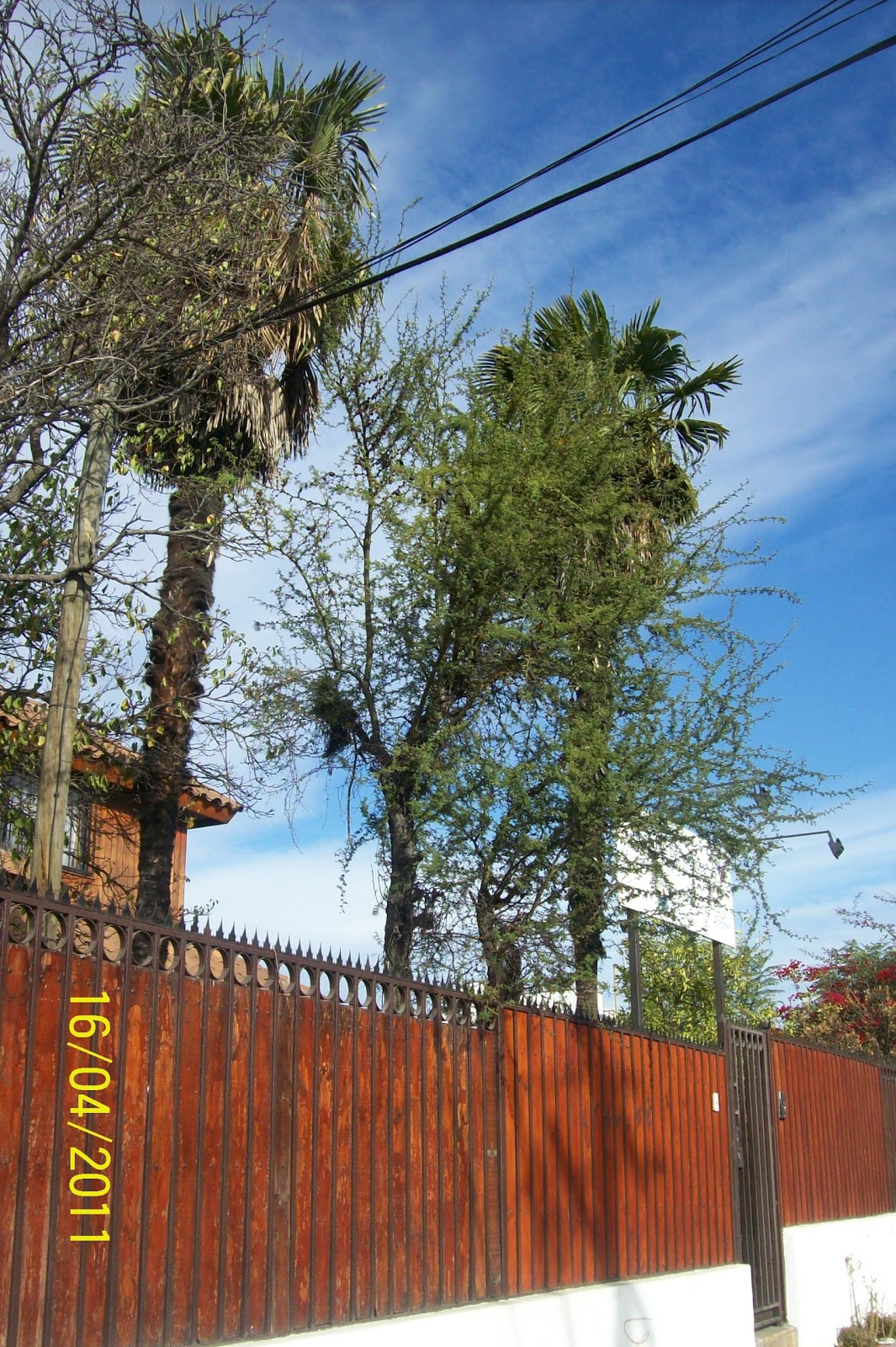 GESTIÓN DEL ÁRBOL URBANO - - - - - - - - - - - - -: junio 2011