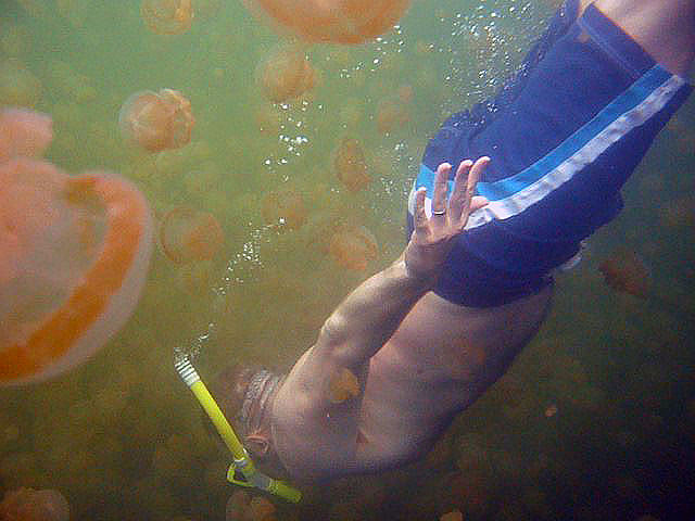 بالصوى بحيرة قناديل البحر .. هجرة الملايين من قناديل البحر الذهبية Jellyfish+lake+palau+22