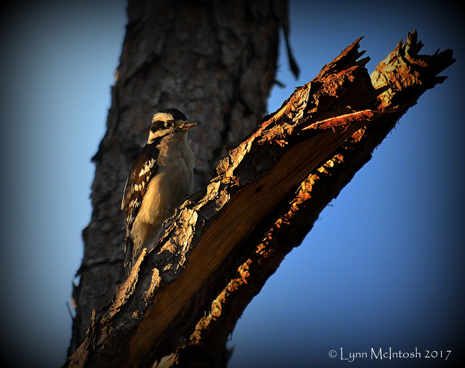 Downy Woodpecker