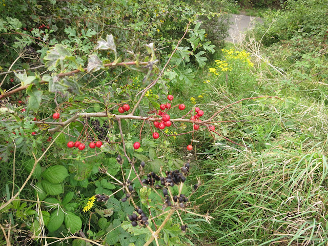 Red Haws